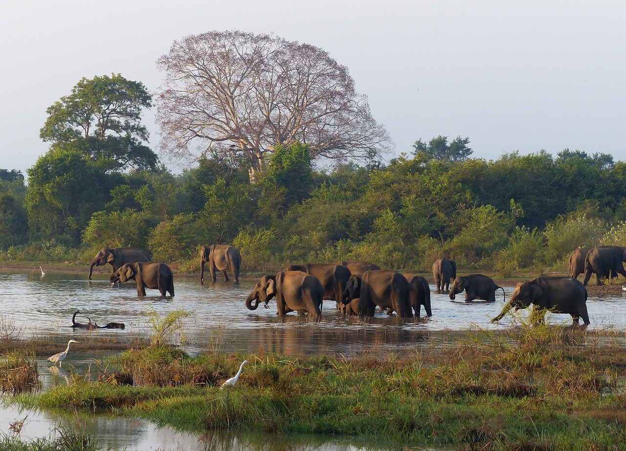 Sri Lanka image