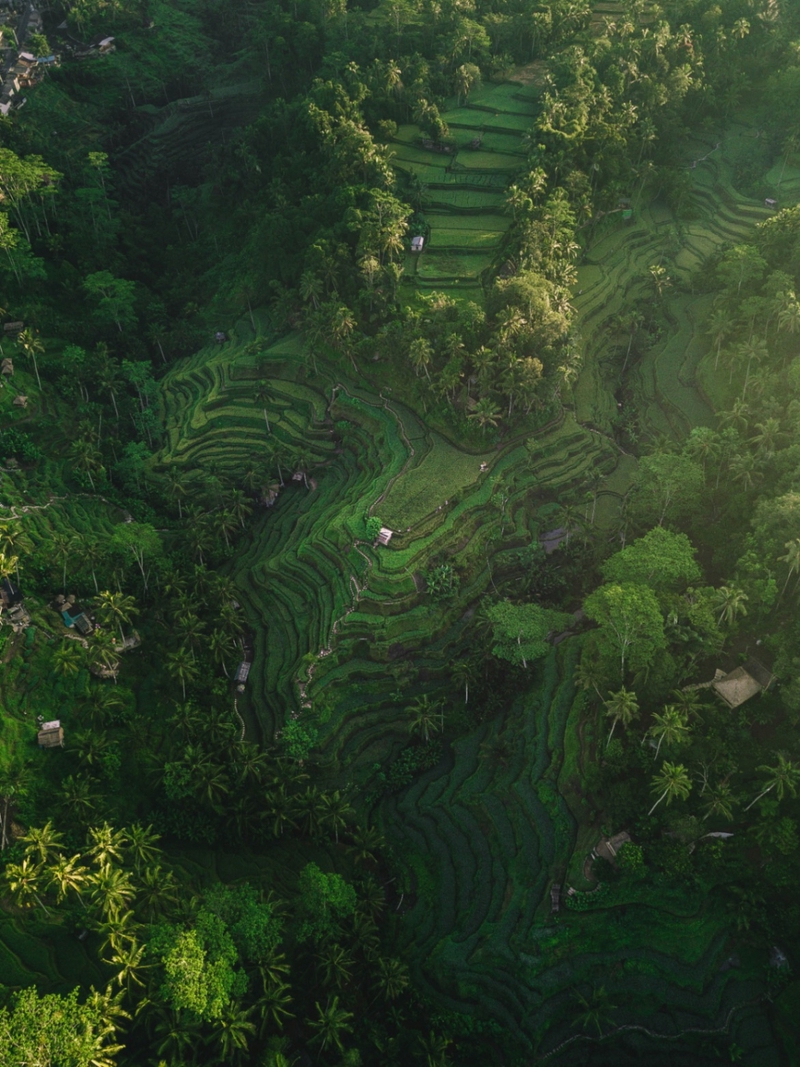 Image of Ceking Rice Terrace