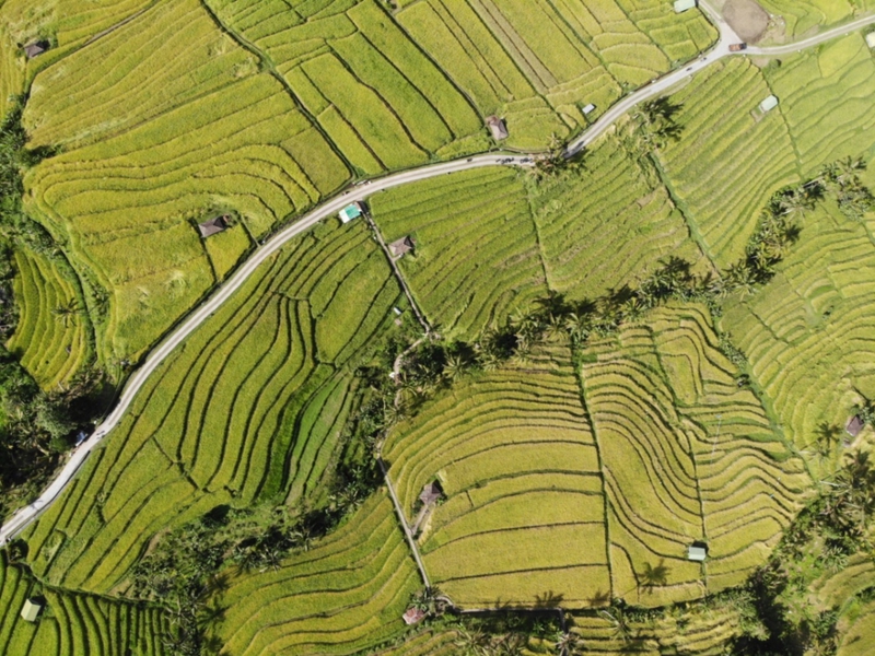 Image of Jatiluwih Rice Terraces