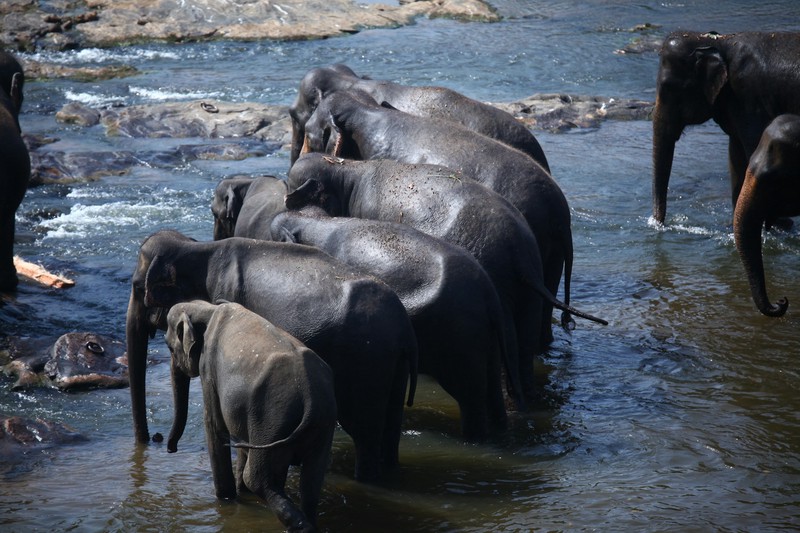 Image of Pinnawala Elephant Orphanage
