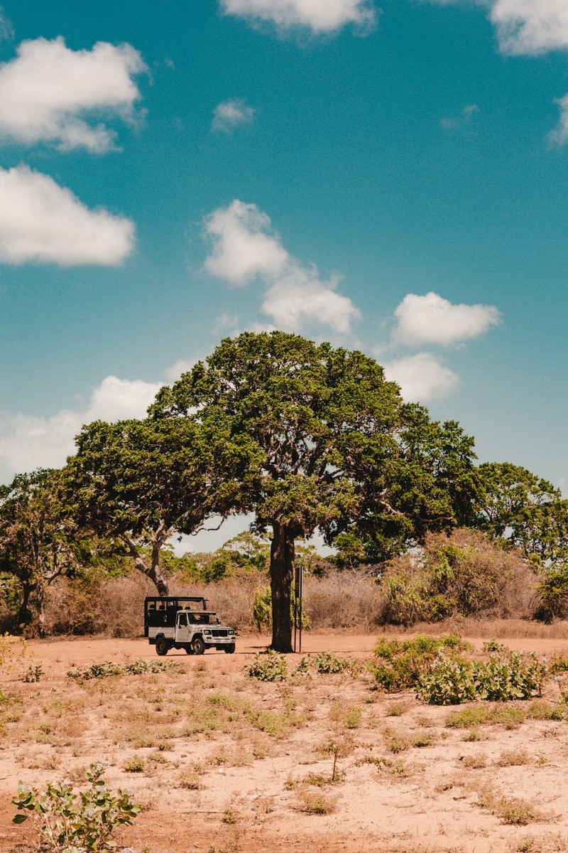 Image of Yala National Park