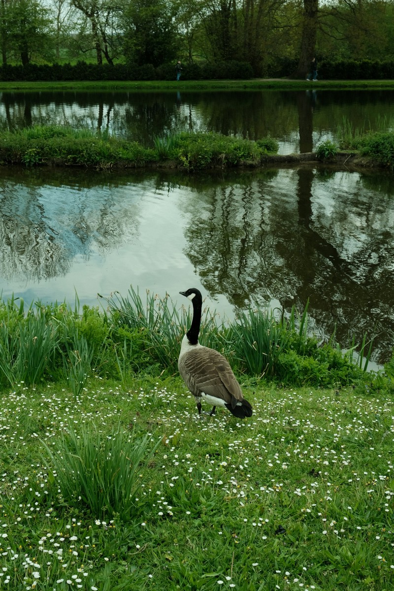 Image of Painshill