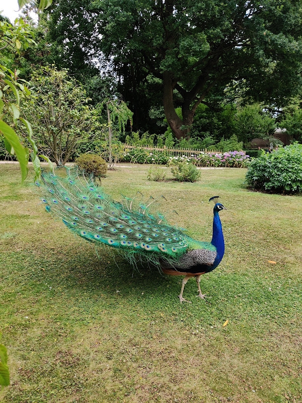 Image of Holland Park