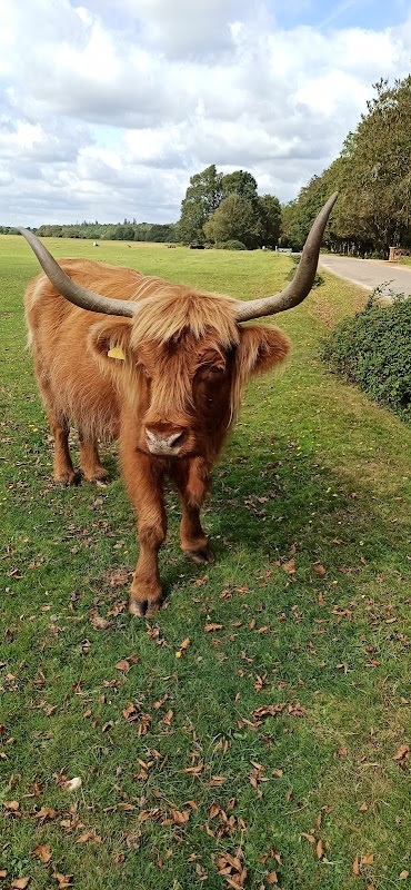 Image of Brockenhurst Village