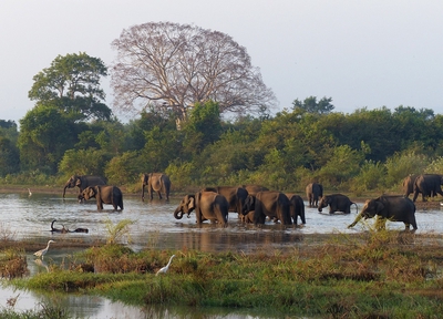 Sri Lanka image