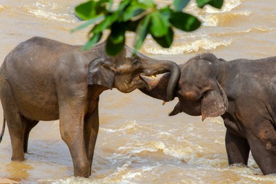 Image of Pinnawala Elephant Orphanage