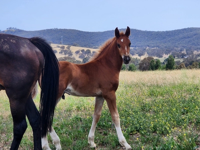 Image of Winterwood Sport Horses