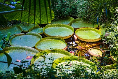 Image of Palmenhaus Schönbrunn