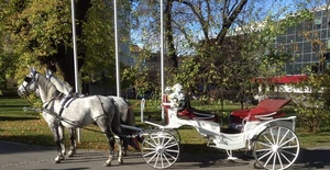 Vienna: 30-Minute Fiaker Ride in the Old Town