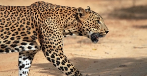 Yala National Park: Morning or Afternoon Golden Hour Safari