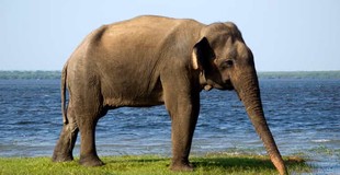 Yala National Park: Morning or Afternoon Golden Hour Safari