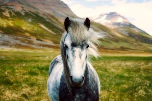 Trip to Iceland